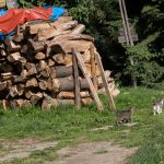 Kocia rodzina przed "Chatką pod Niemcową"