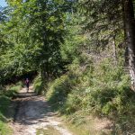 Droga z Niemcowej na Wielki Rogacz