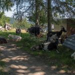 Stadko kóz na Przełęczy Gromadzkiej