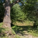 Ścieżka niebieskiego szlaku z Kosarzysk na Niemcową