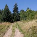 Polany na trasie żółtego szlaku na Niemcową