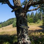 Początek bocznej ścieżki do "Chatki pod Niemcową"