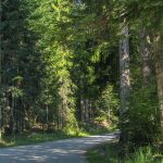 Droga z Kosarzysk na Przełęcz Obidza