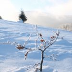 Jest też bonsai na tle Pilska :)