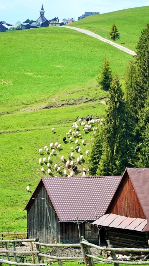 Wypas owiec w Dursztynie