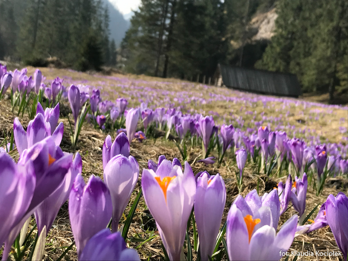 Krokusy w Tatrach, kwiecień 2019