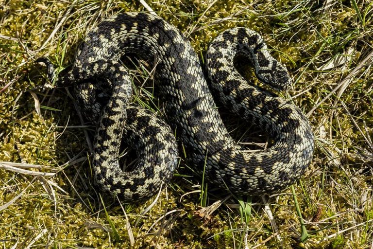  mija Zygzakowata Vipera Berus Jedyny Jadowity W W Polsce