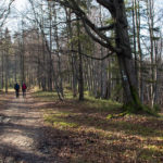 Zielony szlak z Hali Kamińskiego na Mędralową