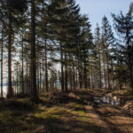 Graniczny, czerwony szlak poniżej Hali Mędralowej