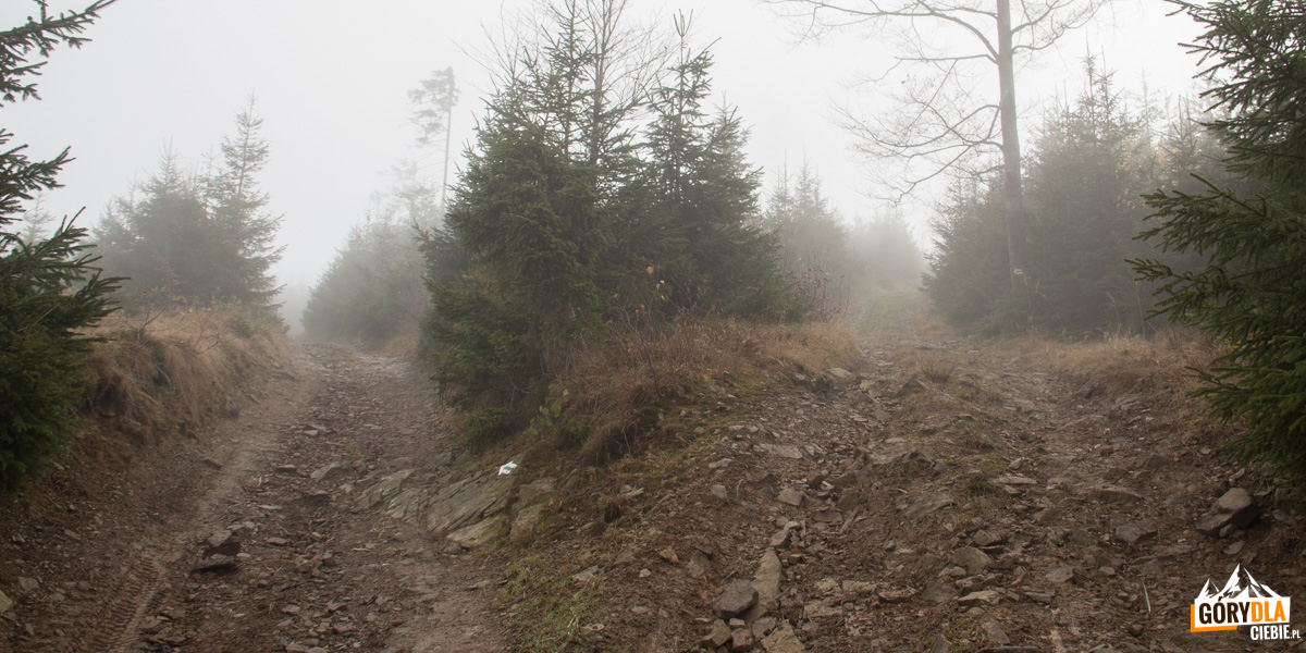 Na zielonym szlaku pomiędzy Małą Mędralową (1042 m), a Jaworzyną (997 m)