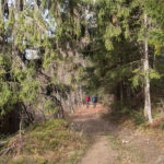 Na zielonym szlaku pomiędzy Małą Mędralową (1042 m), a Jaworzyną (997 m)