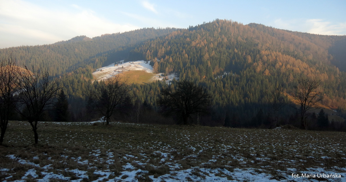 Widok na Tobolów (994 m) z polany Polanki na szlaku ze Starych Wierchów do Poręby Górnej