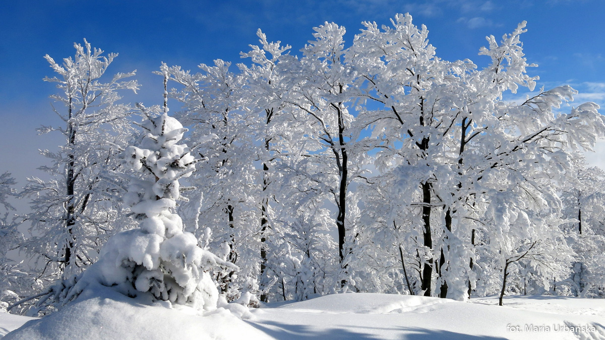 Zimowe fantazje przy szlaku na Malinowską Skałę