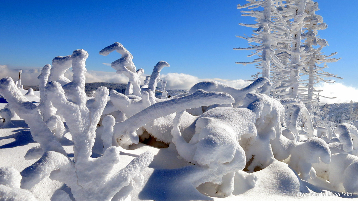 Zimowe fantazje przy szlaku na Malinowską Skałę - dinozaury?