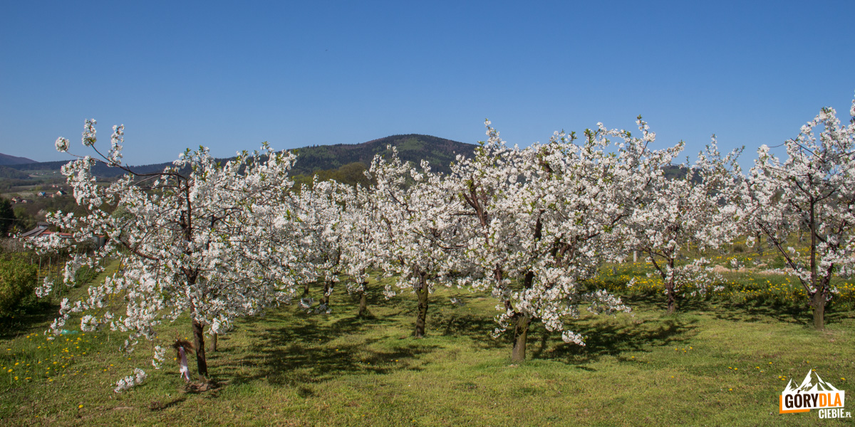 Kwitnące sady w rejonie Góry Św. Jana i Szczyrzyca