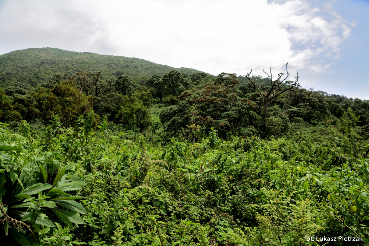 Grób Diane Fossey – badaczki goryli górskich w Rwandzie