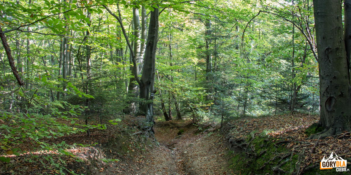 Czarny szlak z Klasztorówki częściowo prowdzi leśnymi wąwozami