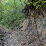 Czarny szlak z Klasztorówki częściowo prowdzi leśnymi wąwozami