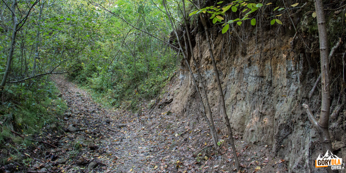 Czarny szlak z Klasztorówki częściowo prowadzi leśnymi wąwozami