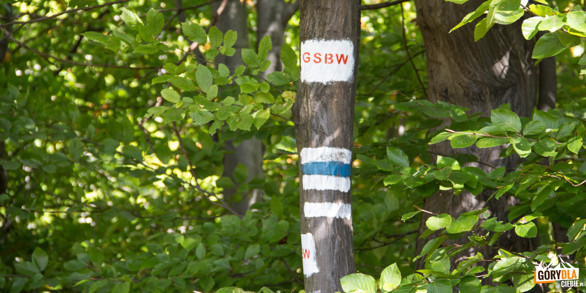 Niebieski szlak na Grodzisko pokrywa się z Głównym Szlakiem Beskidu Wyspowego (GSBW)
