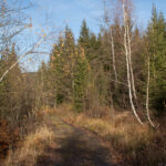 Czerwony szlak zbiega do Doliny Czarnej Wisełki