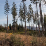 Znów można zobaczyć szczyt Ochodzitej (894 m)