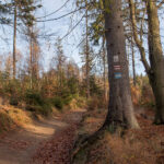 Droga czerwonego szlaku wznosi się lekko przez częściowo odsłoniętą granią