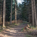 Już szersza i sucha ścieżka czerwonego szlaku przed Stecówką