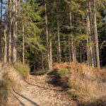 Już szersza i sucha ścieżka czerwonego szlaku przed Stecówką