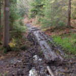 Niektóre fragmenty ścieżki są podmokłe i grząskie, a belki już nie spełniają swojej funkcji