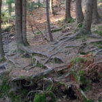 Ścieżka czerwonego szlaku przewija się przez malowniczy las zboczami Beskidka (796 m) w kierunku Stecówki