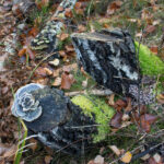 Przy szlaku można spotkać charakterystyczny grzyb Wrośniak różnobarwny