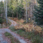 Czerwony szlak przechodzi przez betonową drogę leśną