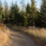 Ścieżka czerwonego szlaku okrąża szutrową droga zbocza Szarculi (798 m)