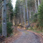 Ścieżka czerwonego szlaku okrąża szutrową droga zbocza Szarculi (798 m)