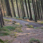 Ścieżka czerwonego szlaku okrąża szutrową droga zbocza Szarculi (798 m)