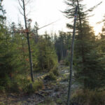 Ścieżka czerwonego szlaku pod szczytem Szarculi (798 m)