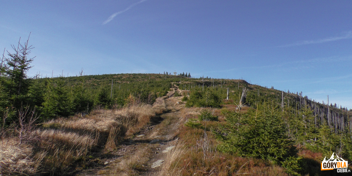 Wieża widokowa na szczycie Baraniej Góry widziana z zejścia Barańskim Groniem