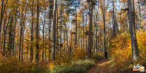 Ścieżka przez jesienny las na szczyt Kostrzy