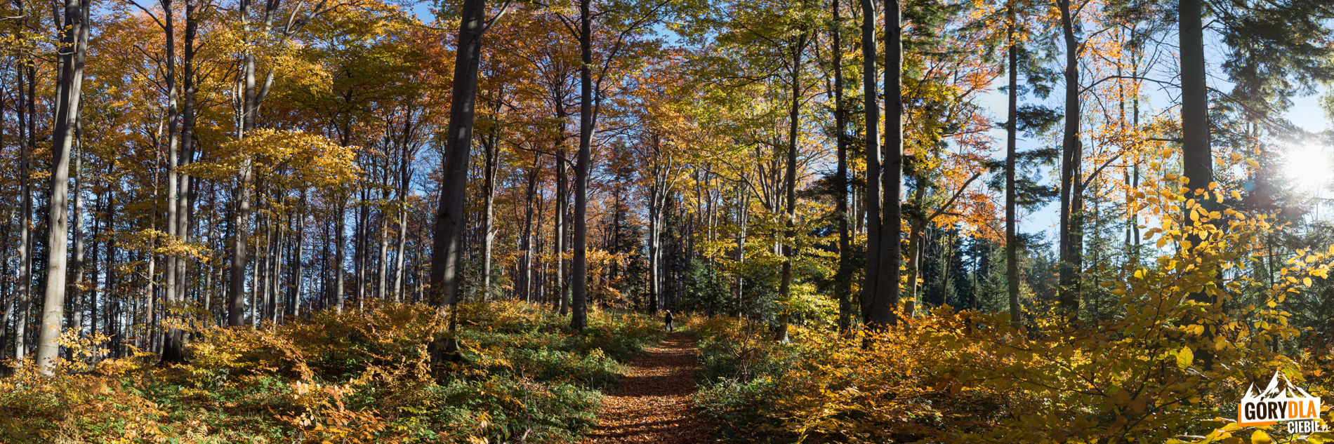 Ścieżka przez jesienny las na szczyt Kostrzy