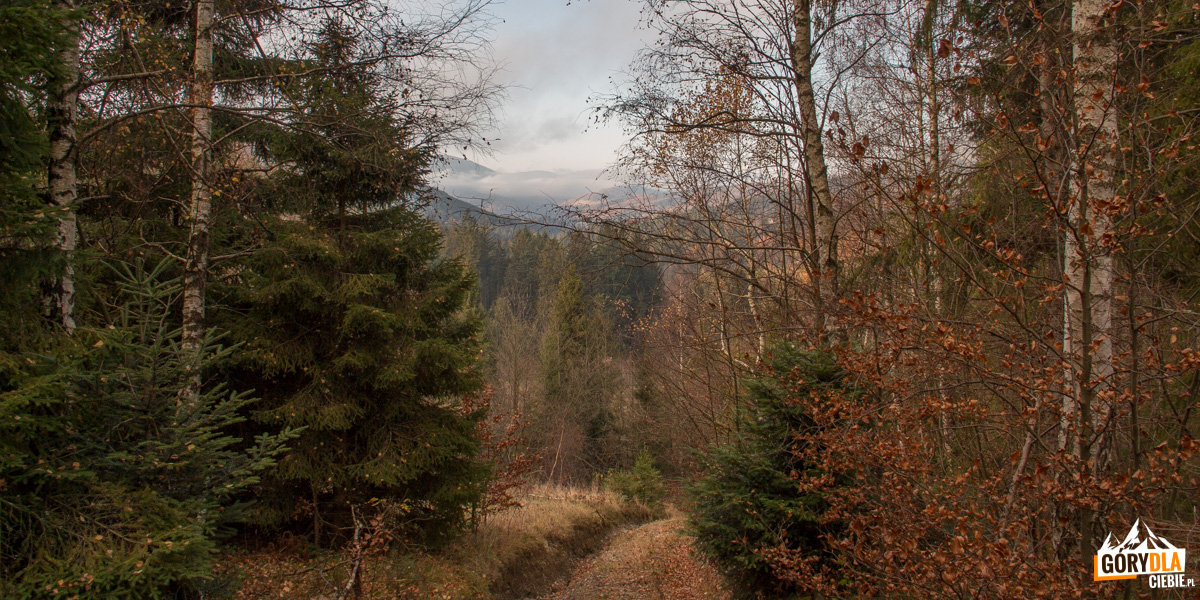 Widoki z nieznakowanej drogi na Wilczy Groń (973 m)