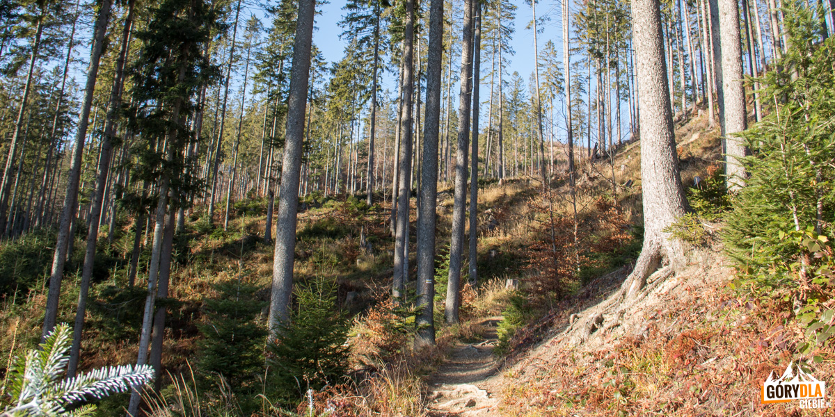 ścieżka żółtego szlaku trawesuje zbocza Wiertalówki (1062 m)