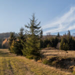 Widokowa polana na trasie zielonego szlaku z Przełęczy Przysłop do Soblówki