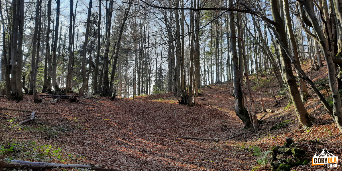 Przed samą Przełęczą Przysłop żółty szlak łączy się w bukowym lesie z niebieskim szlakiem z Rycerzowej Wielkiej (1226 m)
