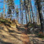 Poniżej hali, żółty szlak prowadzi przez malowniczy las do samej Przełęczy Przysłop (942 m)