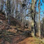 Poniżej hali, żółty szlak prowadzi przez malowniczy las do samej Przełęczy Przysłop (942 m)