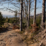 Zejście na Przełęcz pod Malinowem (1005 m)