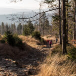 Zejście z Malinowa (1117 m) na Przełęcz Salmopolską (934 m)