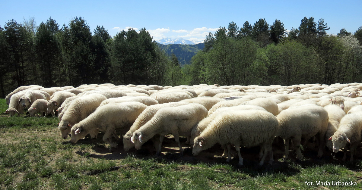 Wypas kulturowy owiec na pienińskich łąkach