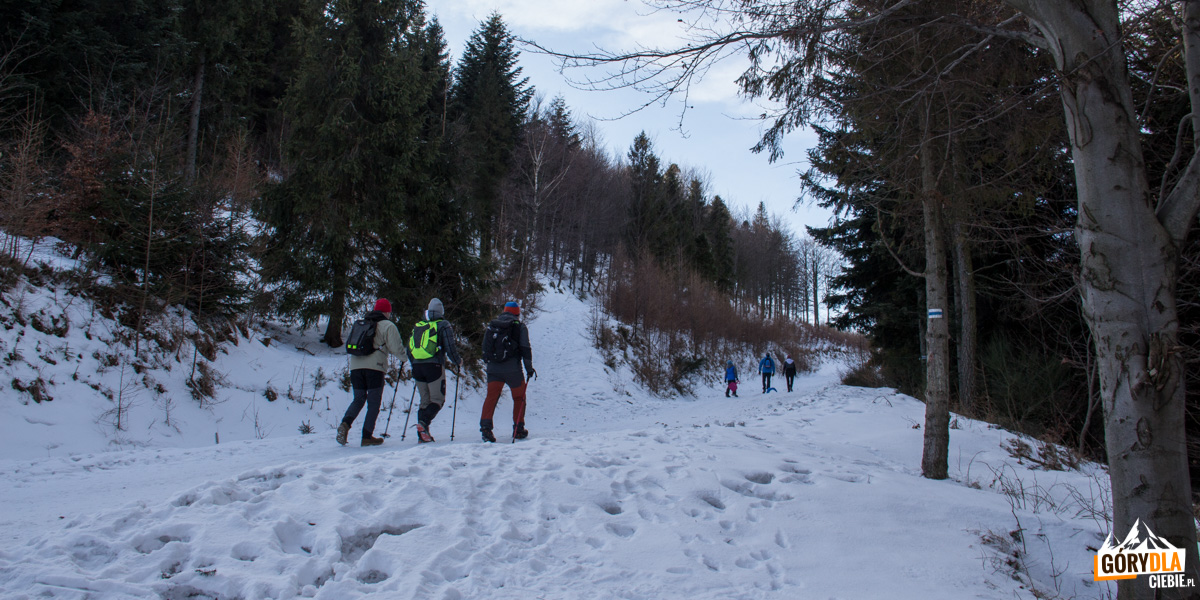 Podejście niebieskim szlakiem z Przełęczy Przegibek na Magurę Wilkowicką
